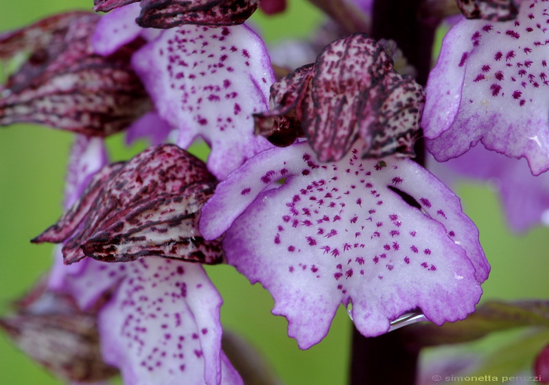 Orchidee del Chianti - Ophrys sphegodes e altre...